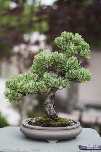 A beautiful bonsai plant outdoors.