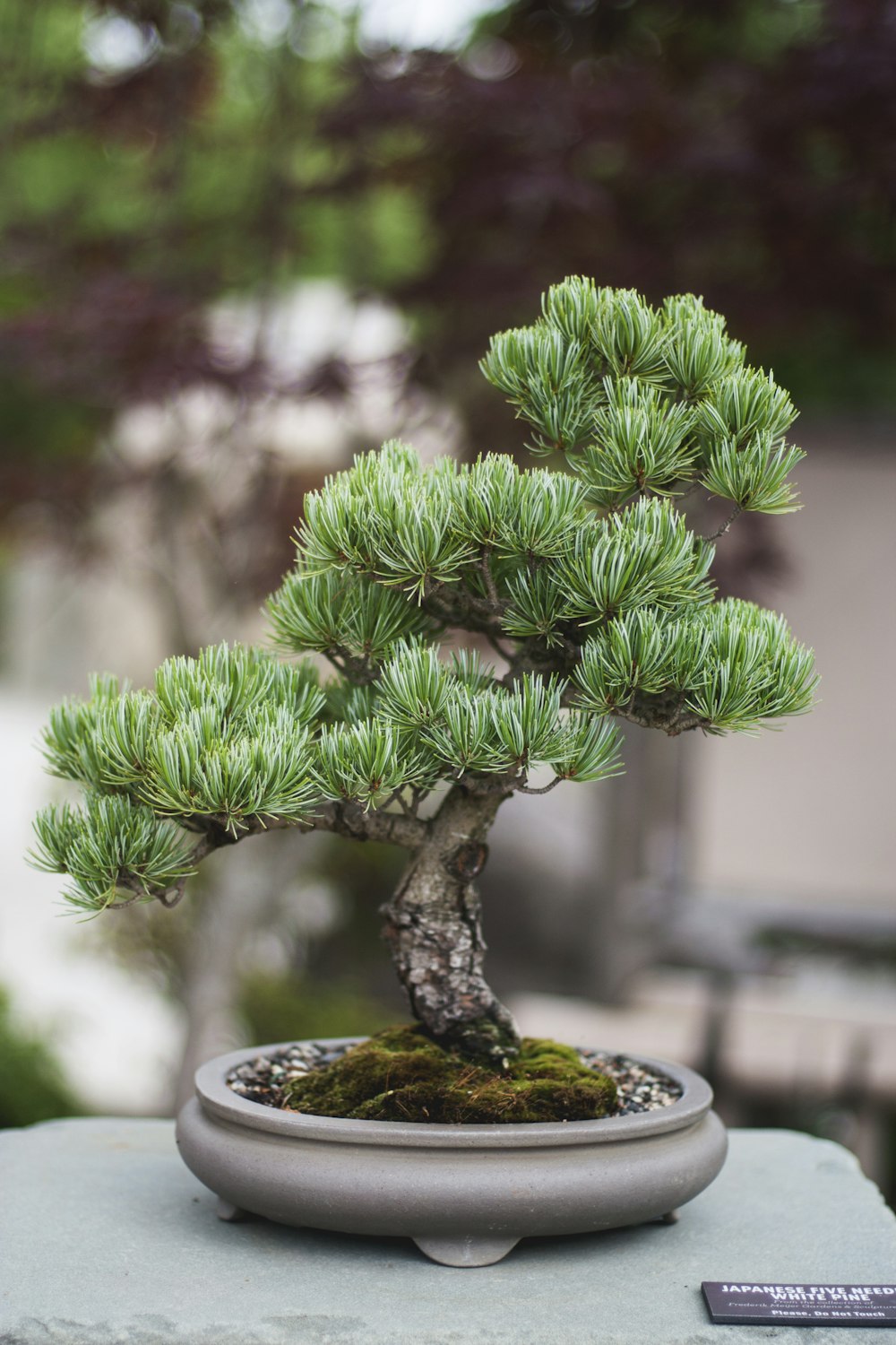 foto con messa a fuoco superficiale di piante bonsai