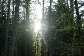Sunshine streaming through tall trees in a lush Ohio woodland.