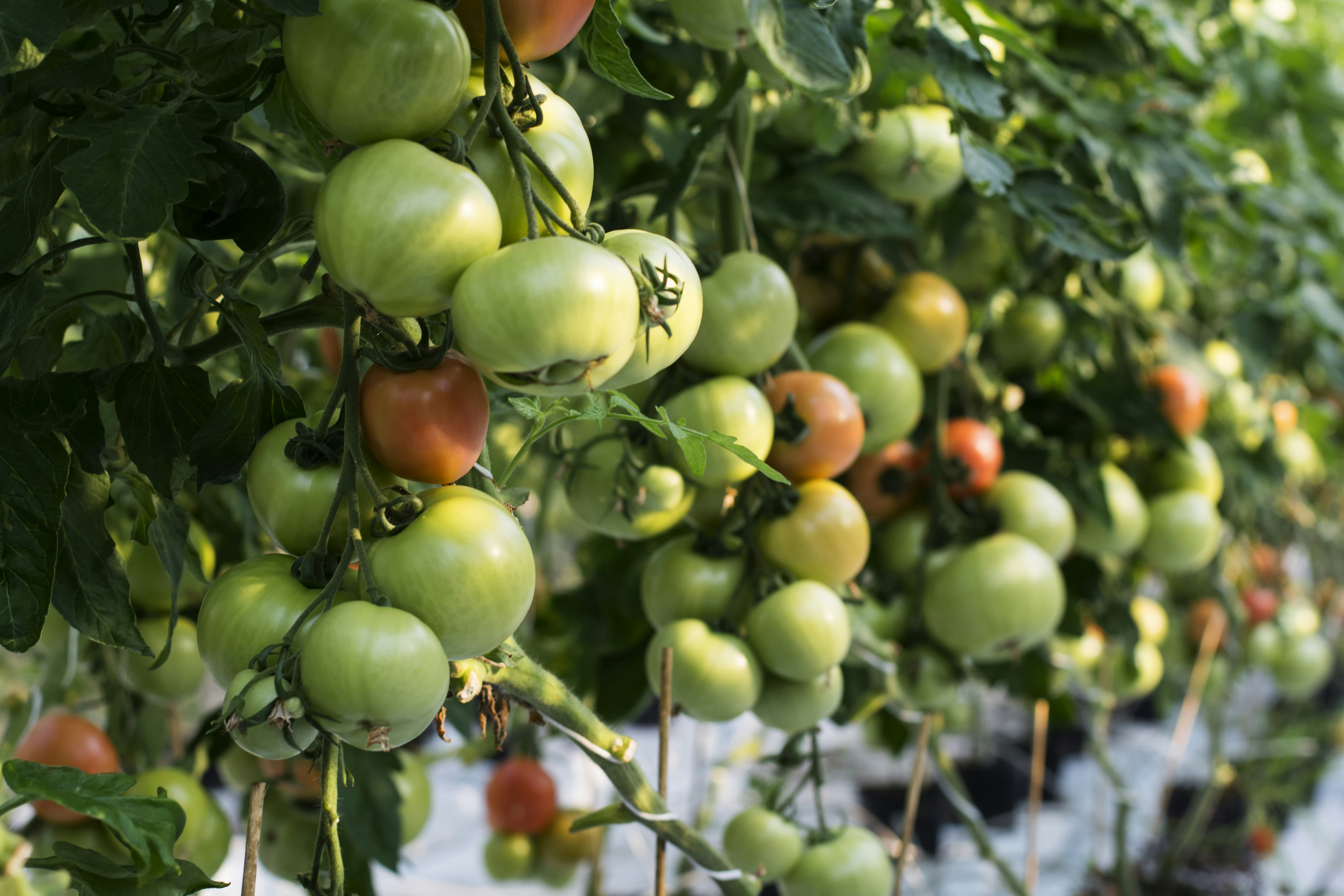 Free Unsplash photo from Volveros Photography