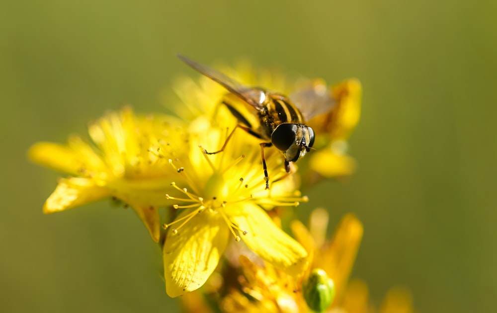 gelbe und schwarze Fliege