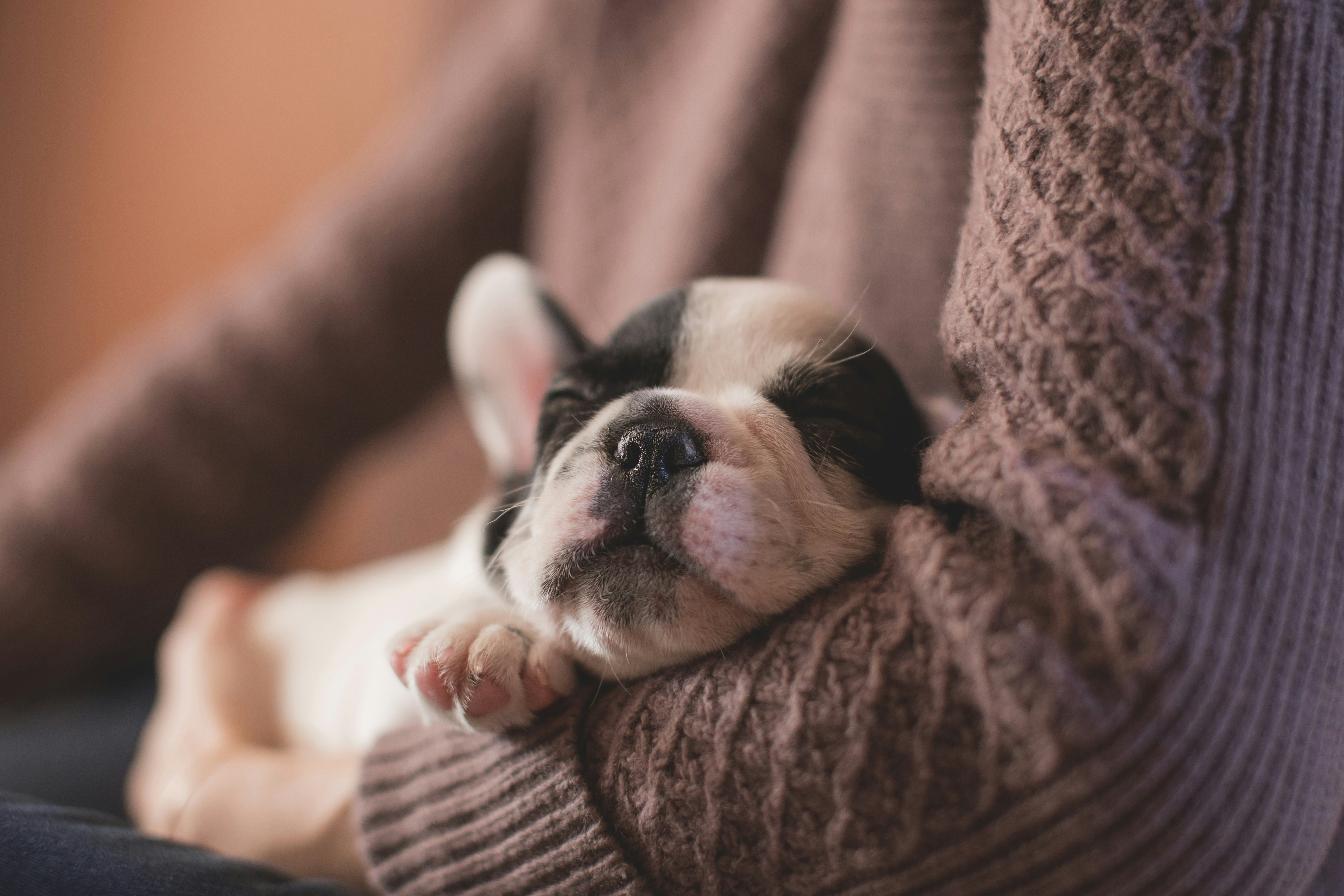 Woman holds sleeping puppy