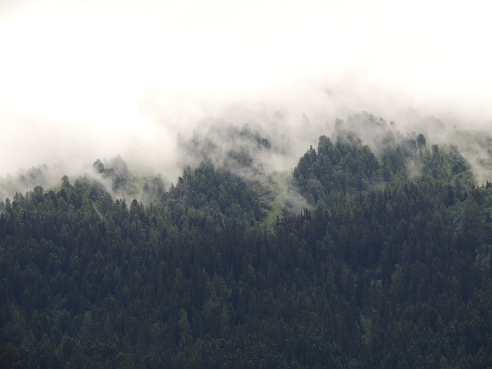 forest surround with fogs