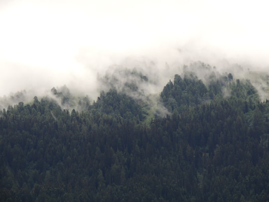 forest surround with fogs in Savoie France