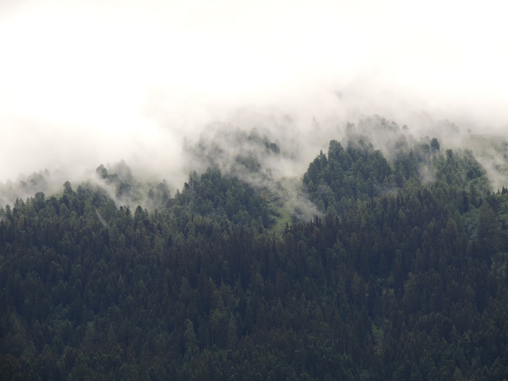 Forêt entourée de brouillards