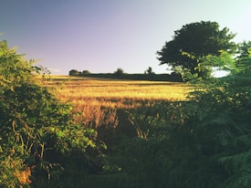 A picturesque landscape featuring a golden field of grain under the soft light of either early morning or late afternoon. The field is bordered by lush green foliage and bushes, with a large tree to the right framing the view. The sky is a clear blue, suggesting fair weather and a serene atmosphere.