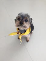 A small dog with a bright yellow handmade bandana, sitting attentively on a colorful rug.