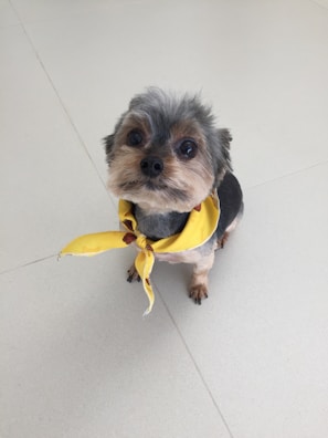 A small dog wearing a colorful bandana sitting on a wooden floor.