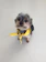 A happy small dog wearing a pastel yellow bandana with floral print.