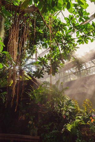 Sunlight filtering through lush green plants in the serene wellness café seating area.
