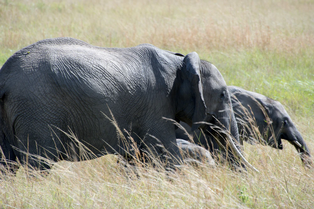 Elephant among trees, Masai Mara Game Reserve
