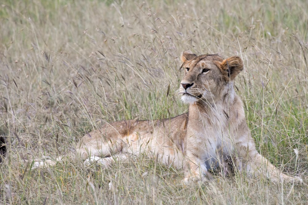 緑の芝生に横たわる茶色の雌ライオン