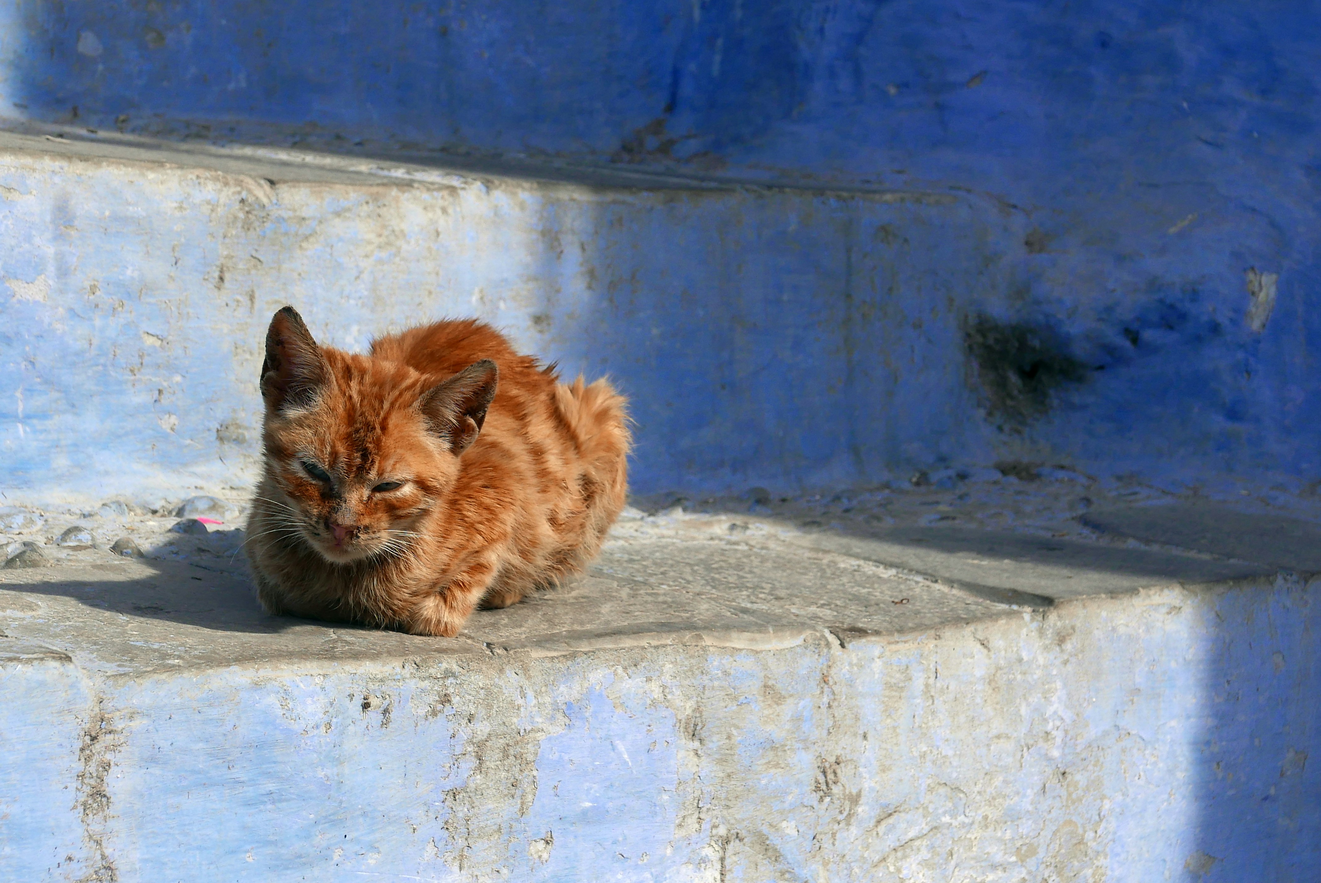 Free Unsplash photo from Kees Kortmulder