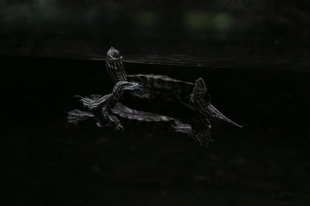 Eine Schildkröte, die in einem dunklen Wasserbecken schwimmt