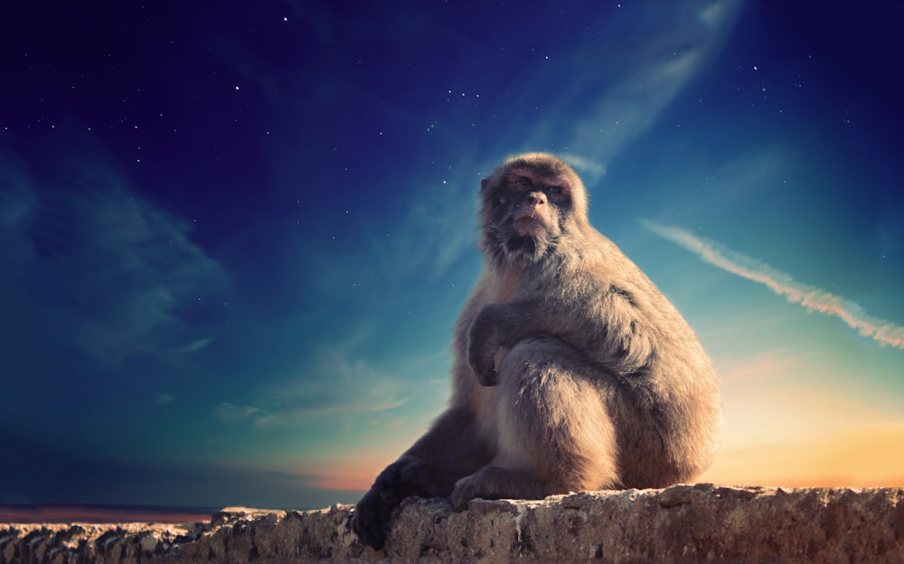 Grauer Affe sitzt auf Betonoberfläche unter blauem Himmel