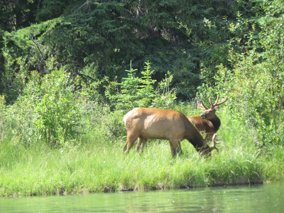 A detailed print showing a majestic elk standing in a sunlit forest clearing, surrounded by pine trees.
