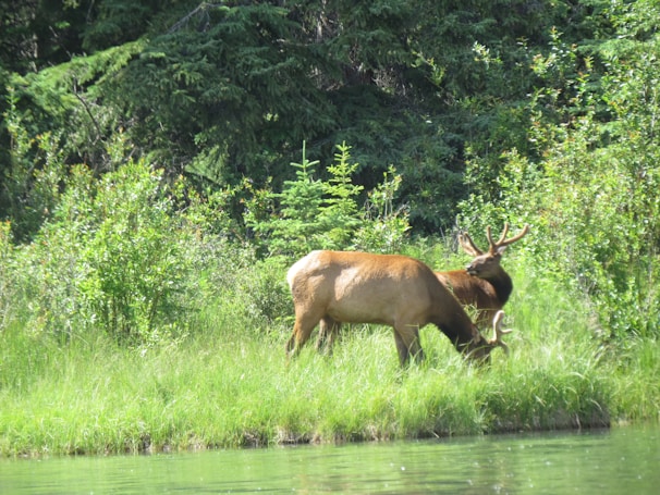 A majestic elk standing in a misty forest clearing during early morning light