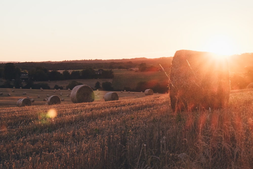 green grass field under sunrise