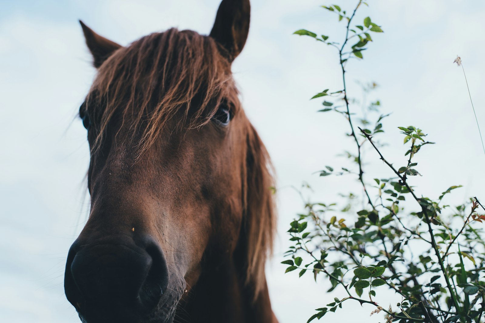 Nikon D4S + Nikon AF-S Nikkor 50mm F1.8G sample photo. Brown horse photography