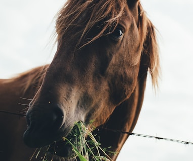 brown horse eating grass during cloudy sky