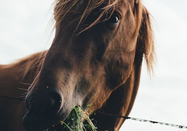 brown horse eating grass during cloudy sky