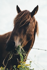 brown horse eating grass during cloudy sky
