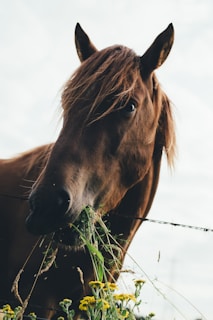 brown horse eating grass during cloudy sky