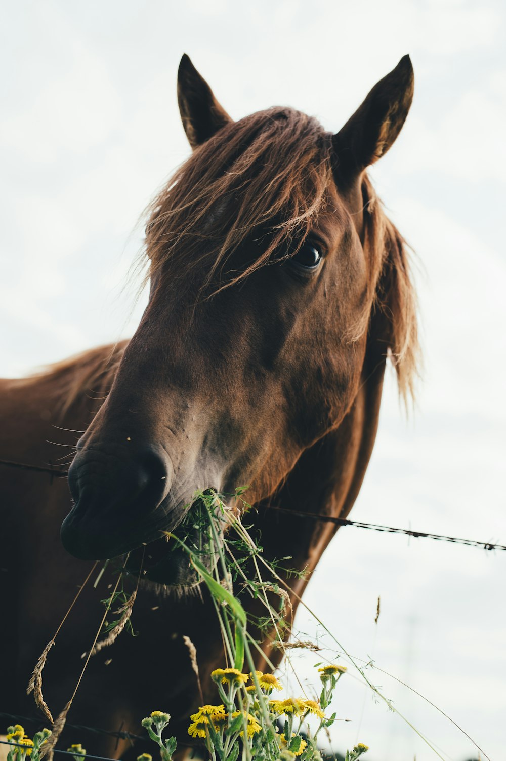 曇り空で草を食べる茶色の馬
