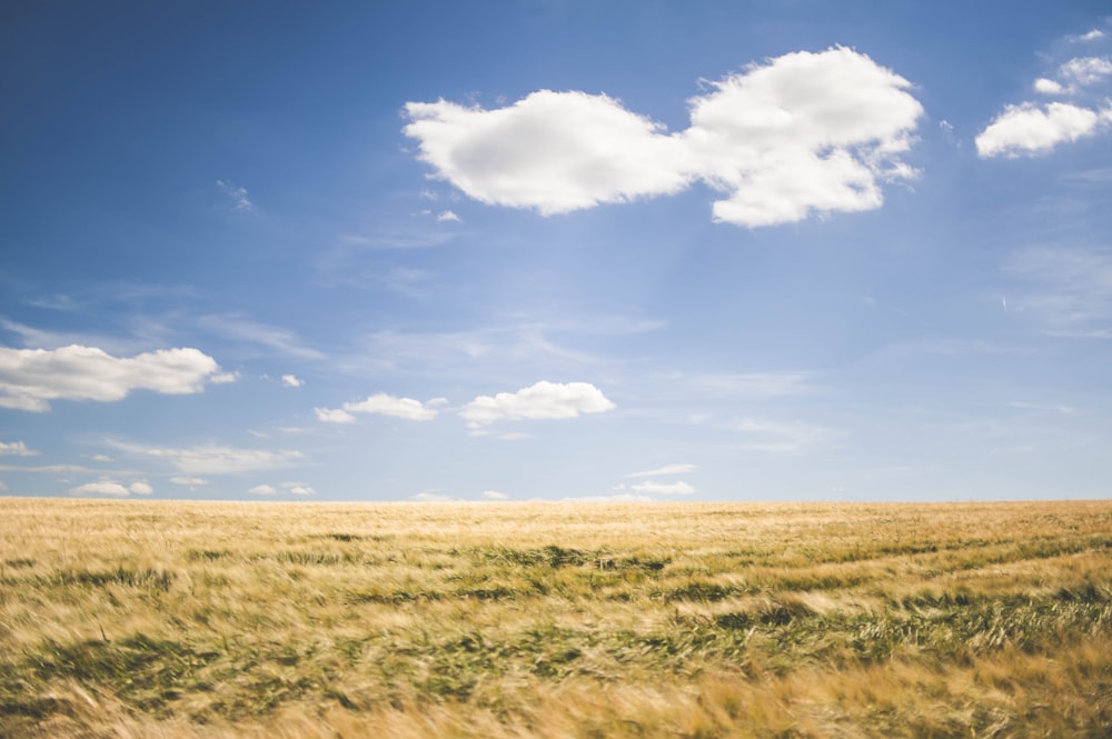 brown grasses under white clouds at daytime