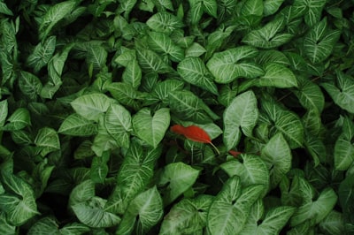 orange and green leafed plant leaves teams background