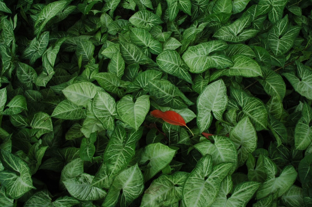 orange and green leafed plant