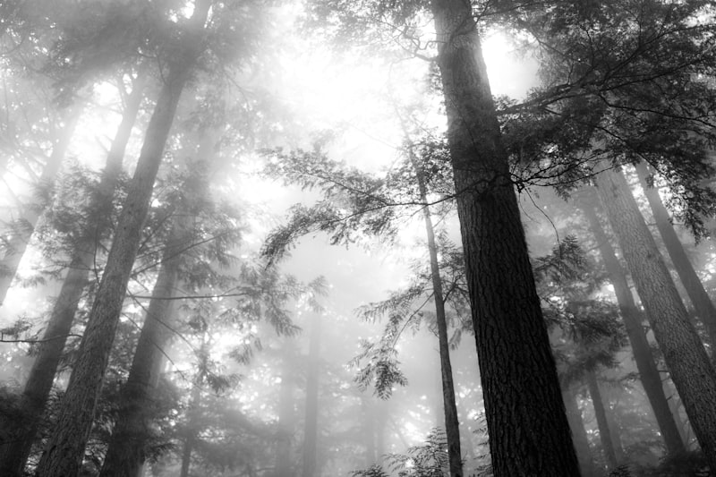 Foresta verde con alberi alti