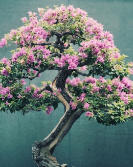 A bonsai tree with a twisted trunk and abundant small, purple flowers and green leaves. The background is a muted, solid color that contrasts with the vibrant foliage and flowers of the bonsai.