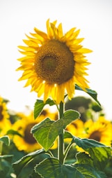 close-up photo of common sunflower