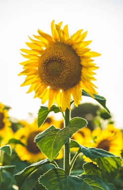 close-up photo of common sunflower