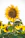 close-up photo of common sunflower