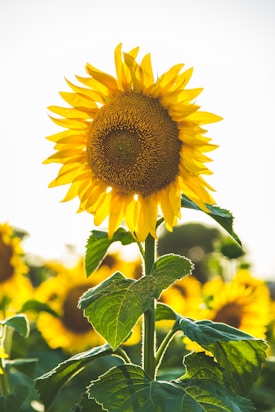 close-up photo of common sunflower