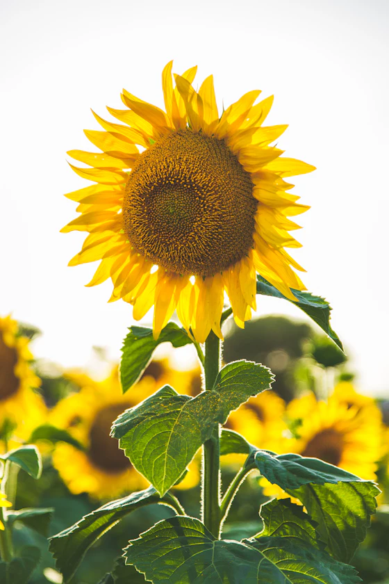 Girasol iluminado por el sol en un campo