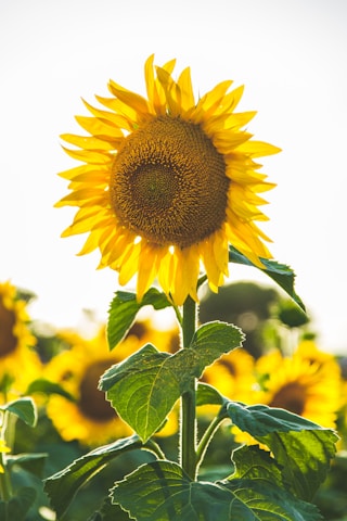 Artificial Sunflower Wreath