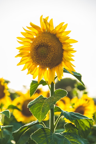 Family in sunflower field