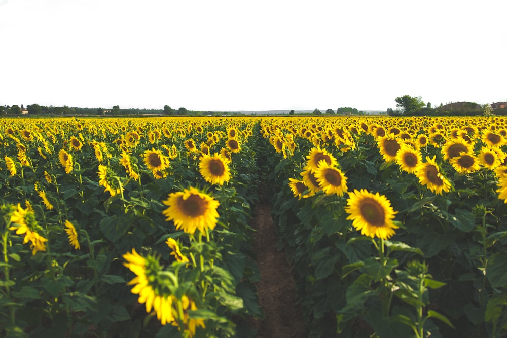 campo di girasole giallo