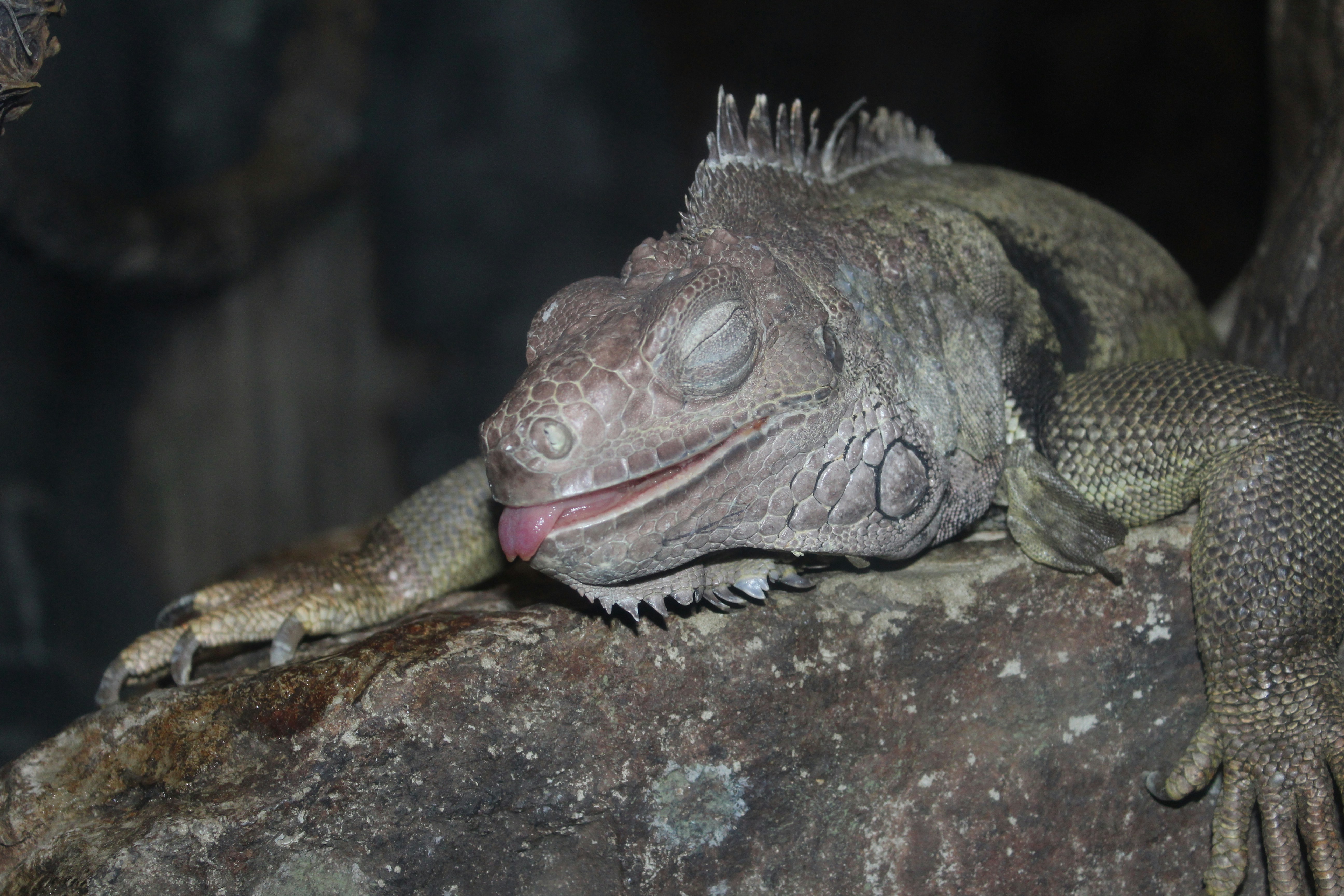 Free Unsplash photo from Sherry Guyberson