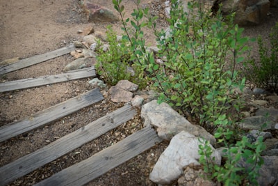 Wooden planks form a rustic stairway bordered by small rocks and lush green bushes. The ground is covered with soil and small stones, enhancing the natural landscape.