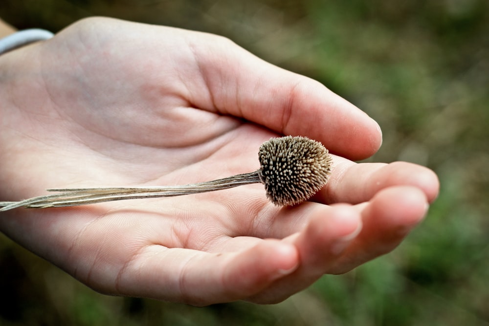 person holding brown plant