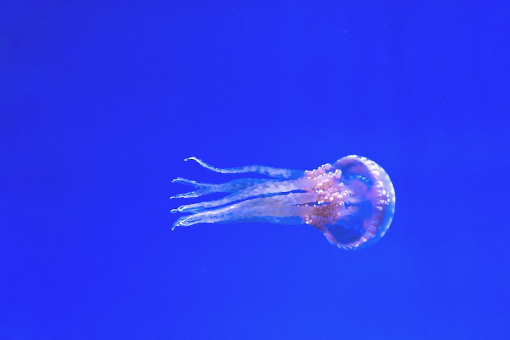 jellyfish photo