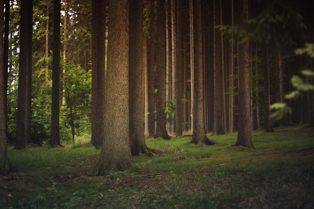 brunir les arbres pendant la journée