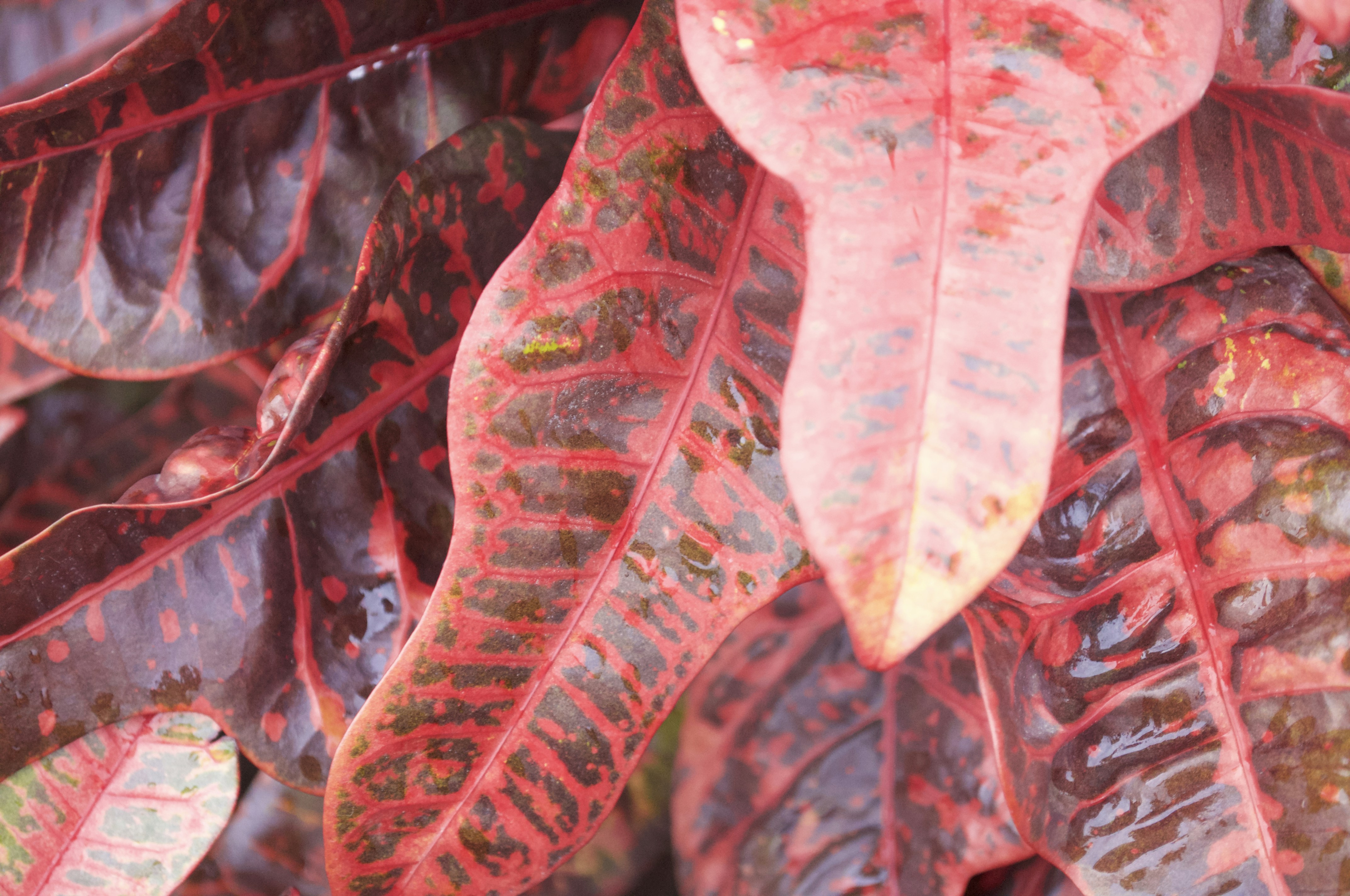 Free Unsplash photo from Patrick Vovor