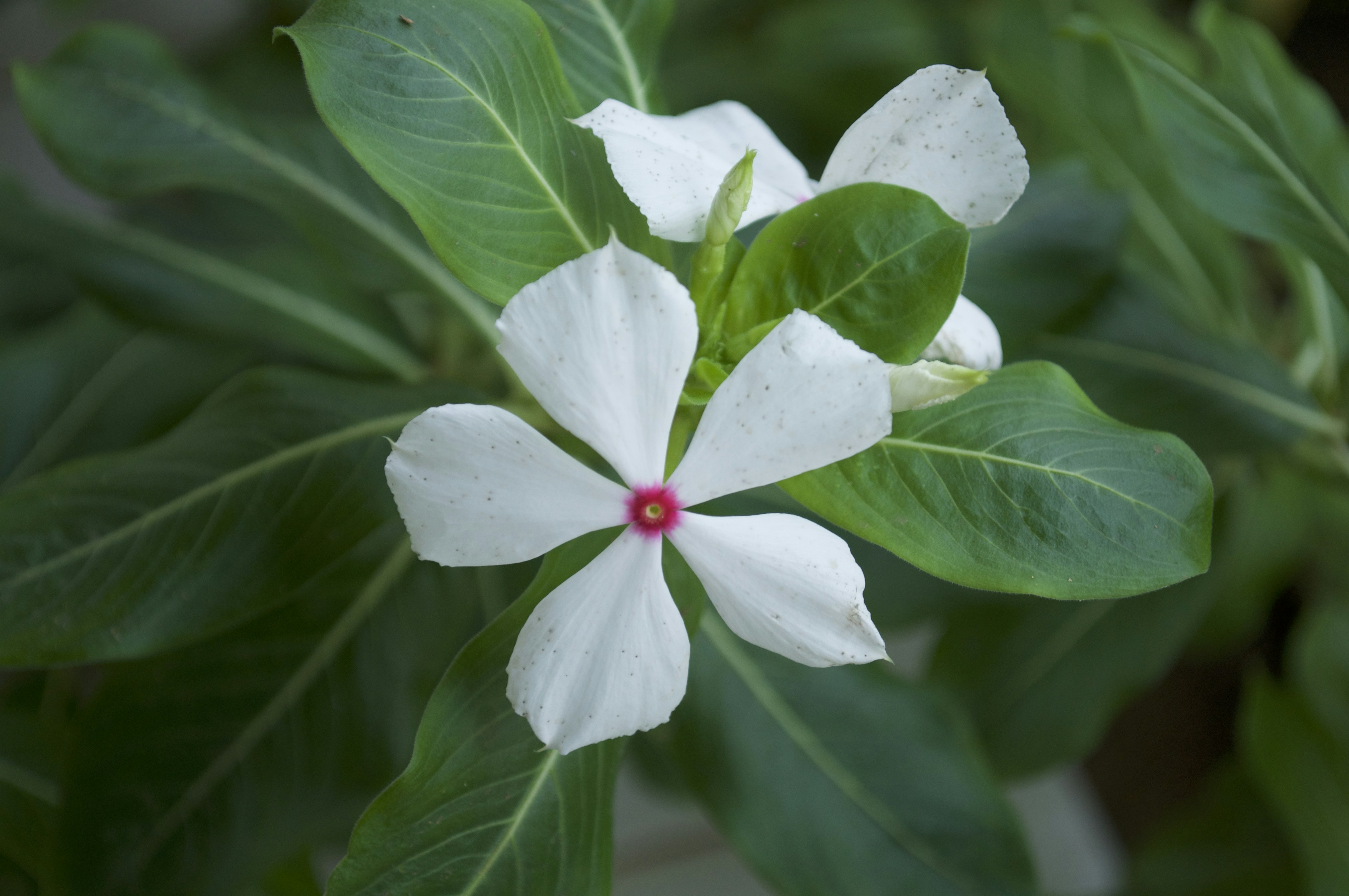 Free Unsplash photo from Patrick Vovor