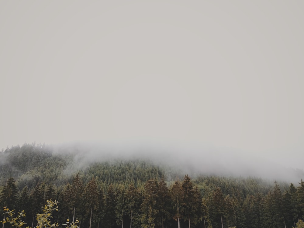 forest coated with fog