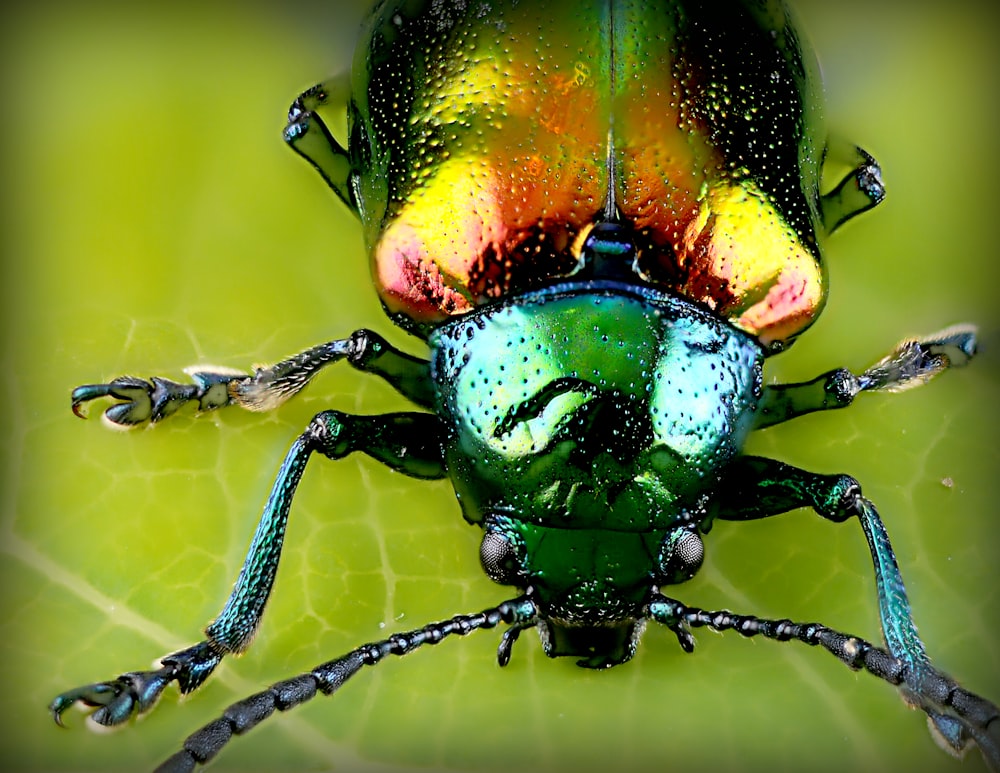 close up photo of beetle